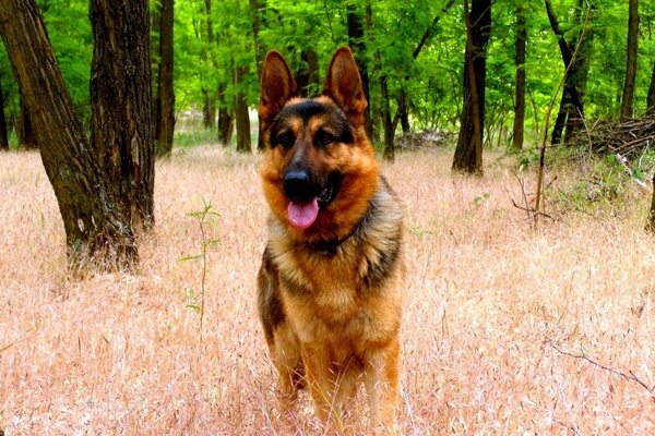 Photo of a dog in nature in the forest