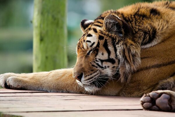 Säugetier. Tiger. Tier. Die Natur