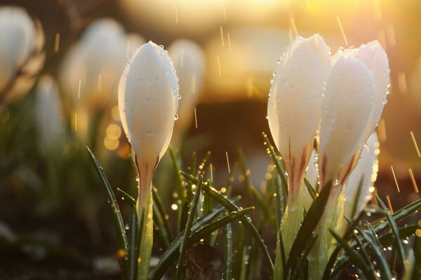 Snowdrops under the first spring rain