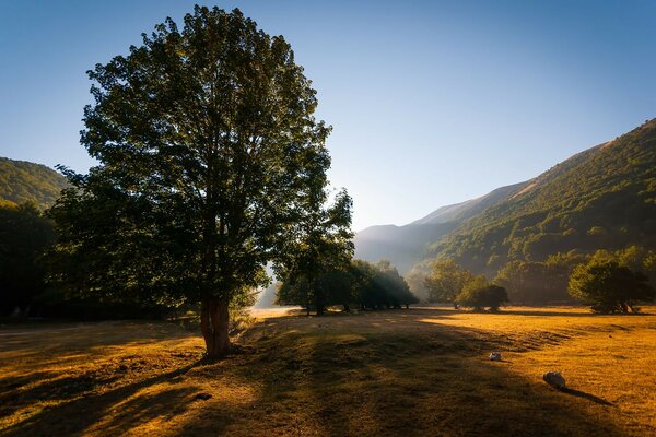 Tree. Landscape. Nature. Mountain. Sunset