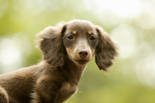 Perros lindos, animales hermosos