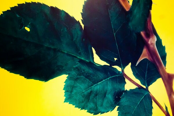 Autumn foliage on a branch image of a rose