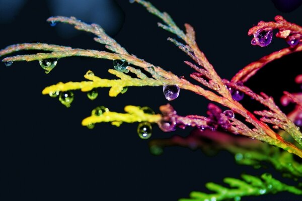 Bright, multicolored flower with dew drops