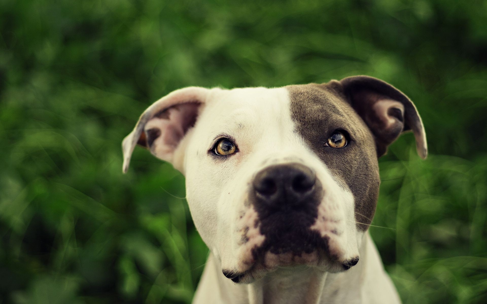 perros perro retrato lindo perro animal mamífero mascota naturaleza hierba cachorro ojo ver joven divertido