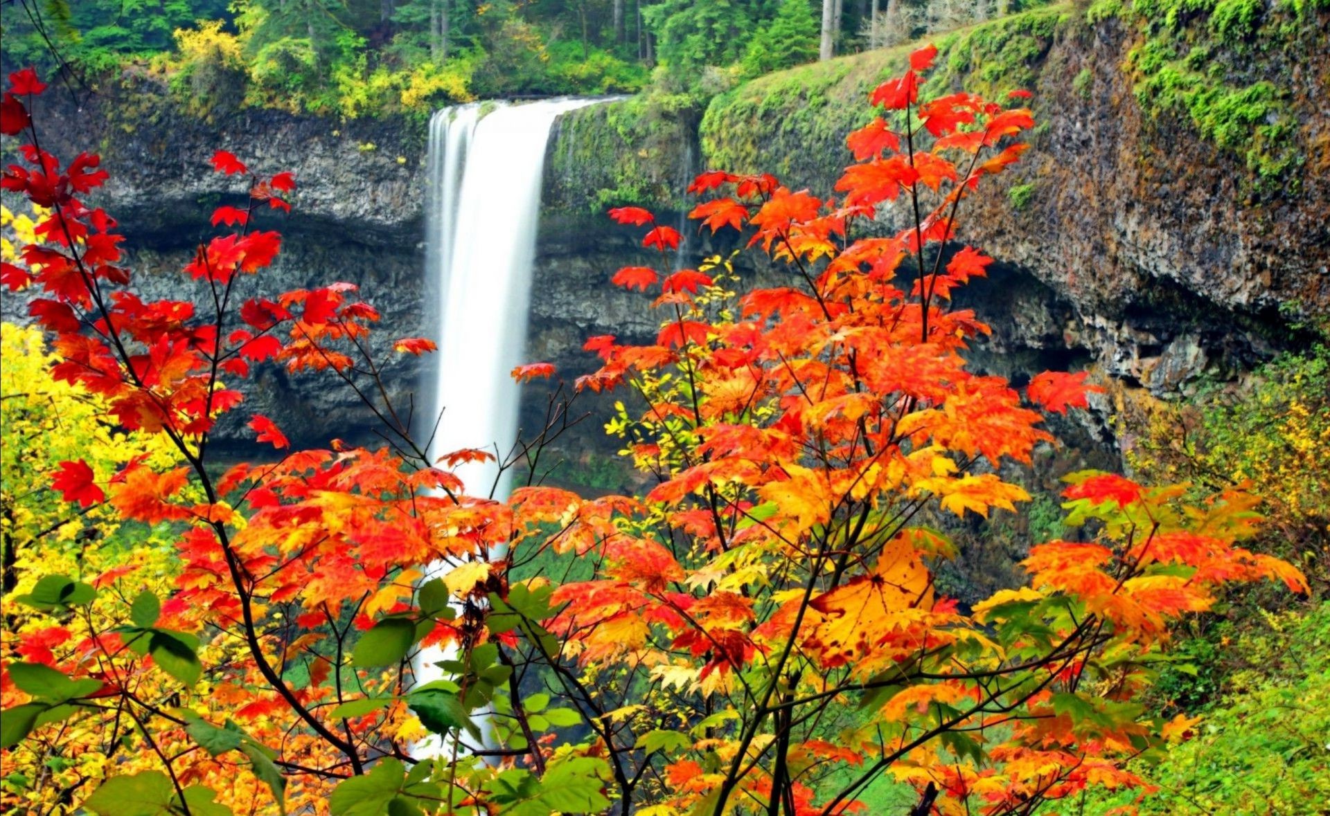 cascades automne feuille nature érable arbre saison bois parc paysage à l extérieur flore couleur paysage lumineux lumineux luxuriante branche scénique