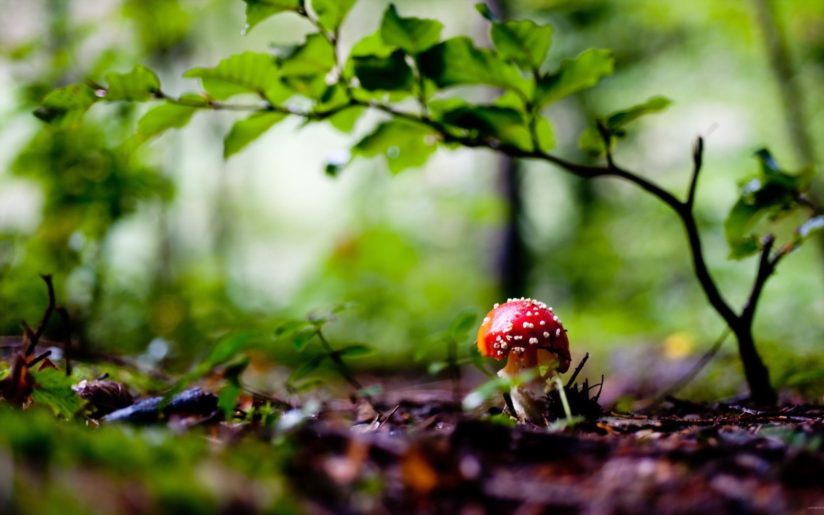 cogumelo folha natureza crescimento verão ao ar livre outono flora madeira árvore comida fungo grama fungo bom tempo