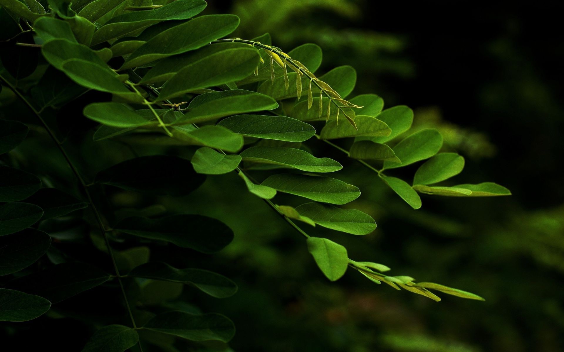 blätter blatt flora natur fern garten desktop schließen baum wachstum in der nähe üppig biologie sommer farbe frische medium strauch licht holz