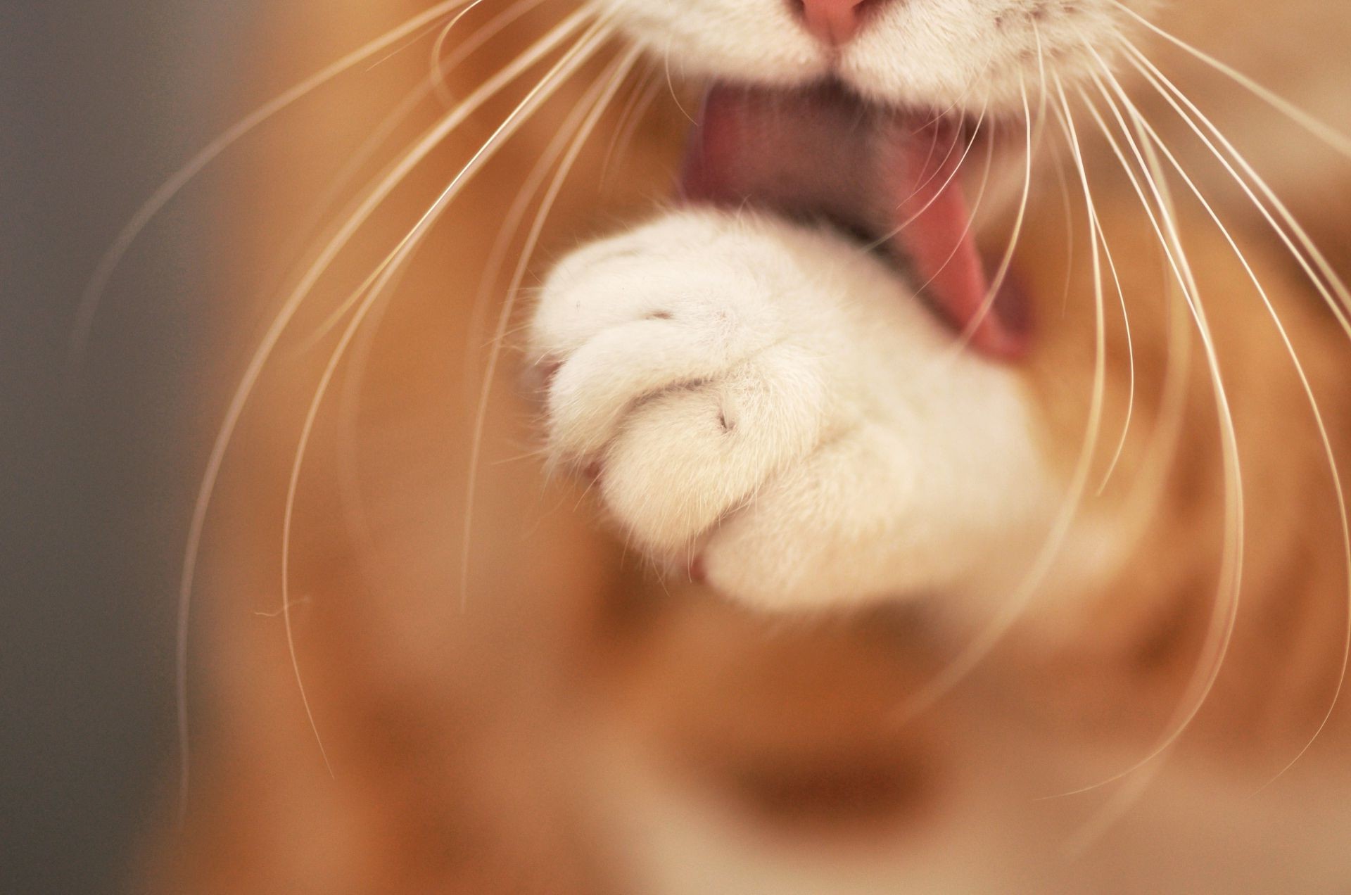 gatos retrato gato cara fofa menina bonita bebê amor estúdio borrão cabelo olho luz solteiro jovem animal de estimação