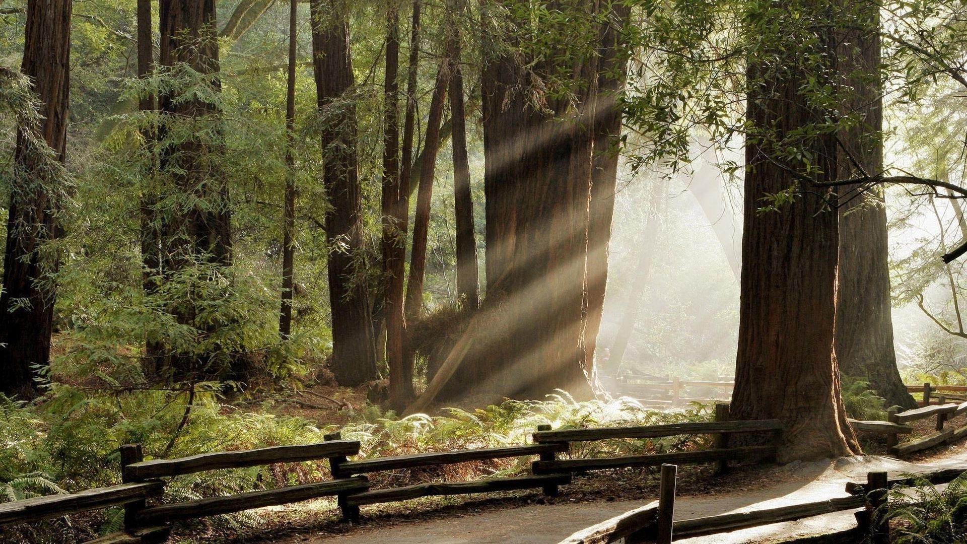 luz del sol y rayos madera naturaleza árbol paisaje hoja agua al aire libre parque otoño viajes luz guía cascada