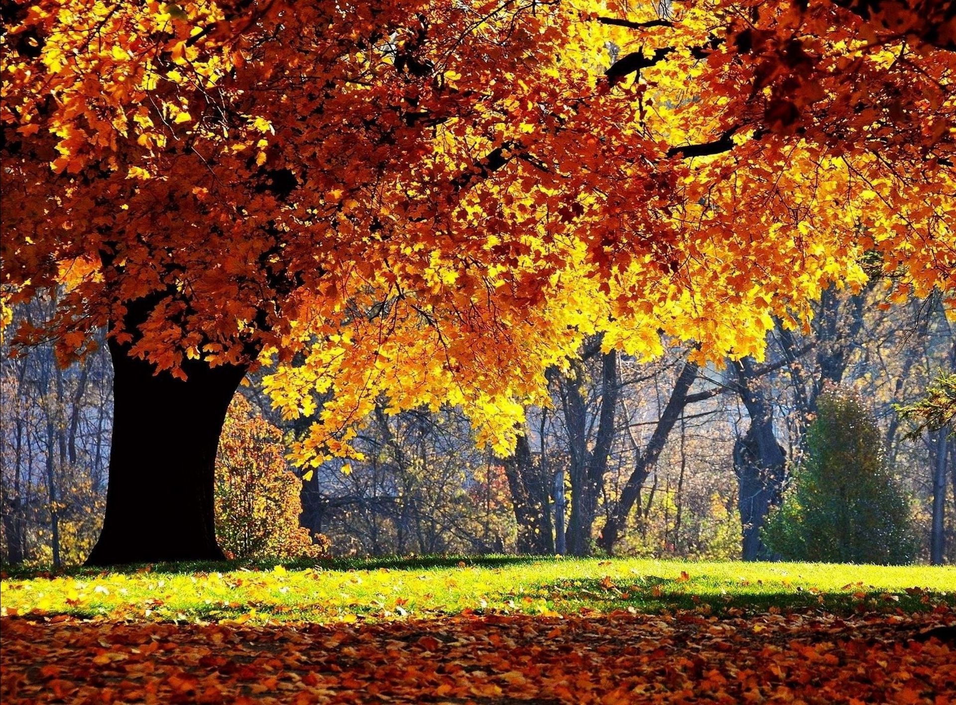 herbst herbst blatt holz ahorn saison holz landschaft park natur landschaftlich ändern gold farbe landschaft zweig hell im freien umwelt üppig