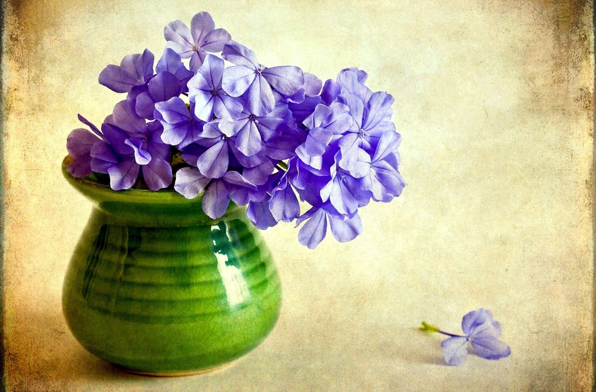 en florero o maceta flor floral flora naturaleza hoja decoración escritorio ramo hermoso pétalo florero color verano blumming jardín lavanda retro