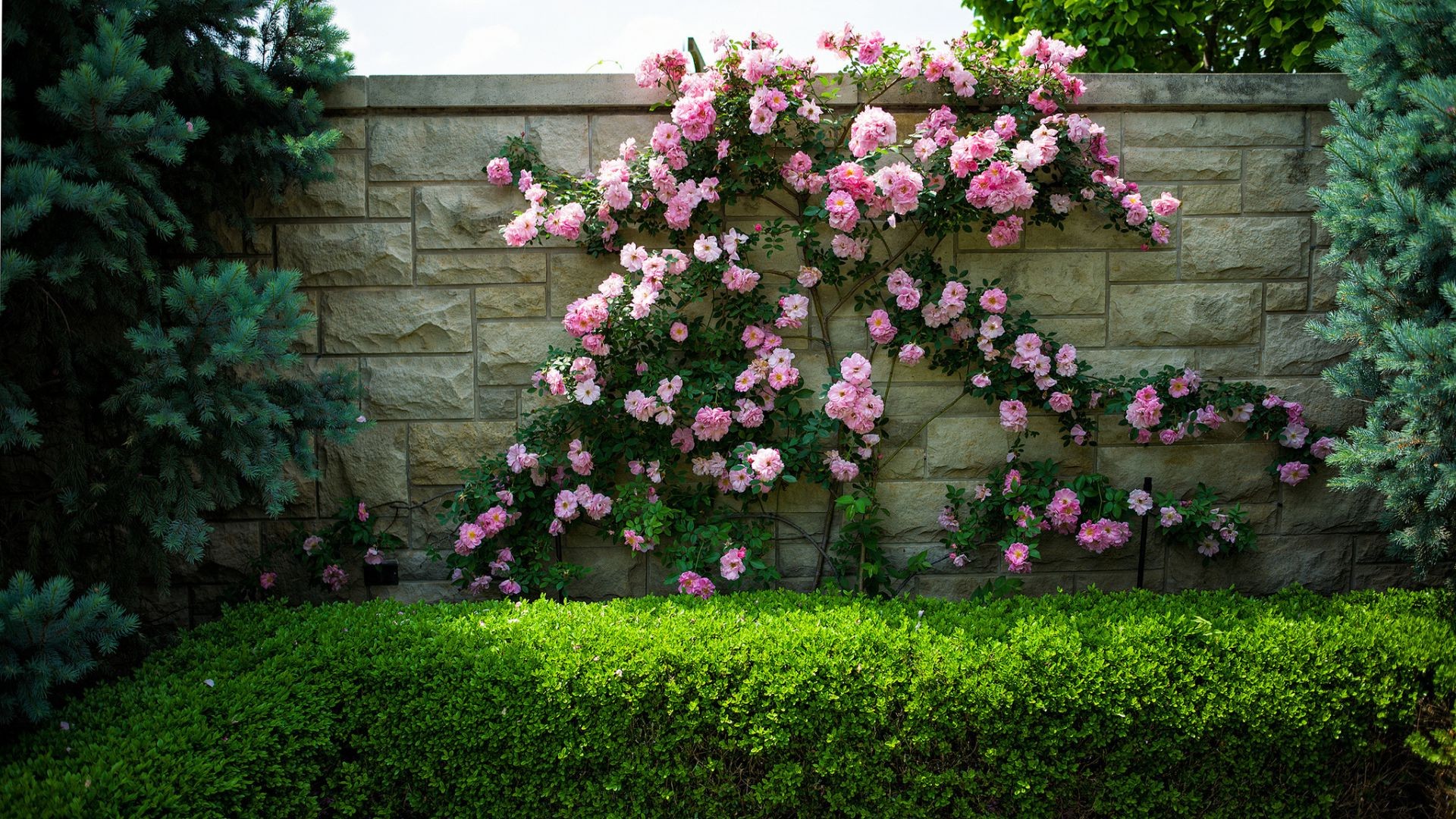 flores flor jardín flora rosa hoja arbusto floración árbol crecimiento verano patio floral