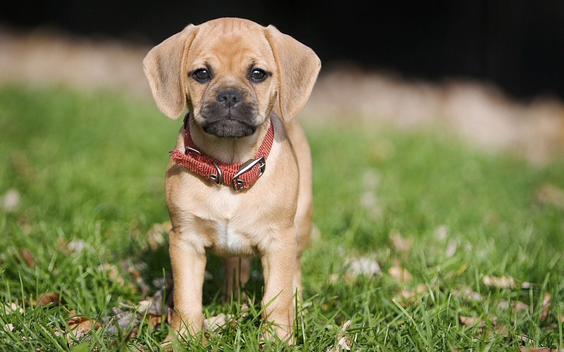 cani cane carino piccolo mammifero canino cucciolo erba animale animale domestico adorabile ritratto giovane razza