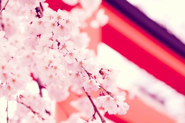 Sakura branch close-up