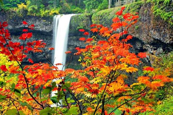 Natur Wasserfall grüngelbe Blätter kr