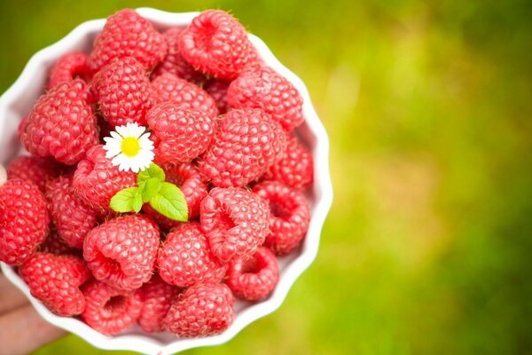 Frische Himbeeren auf Sommerhintergrund