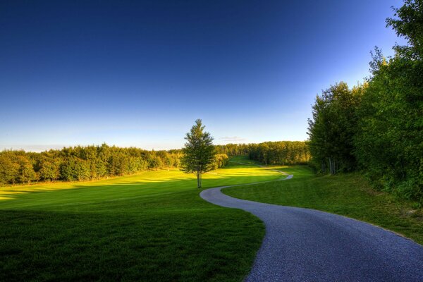 A winding path in the morning forest