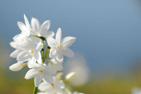 Fleur flore feuille nature