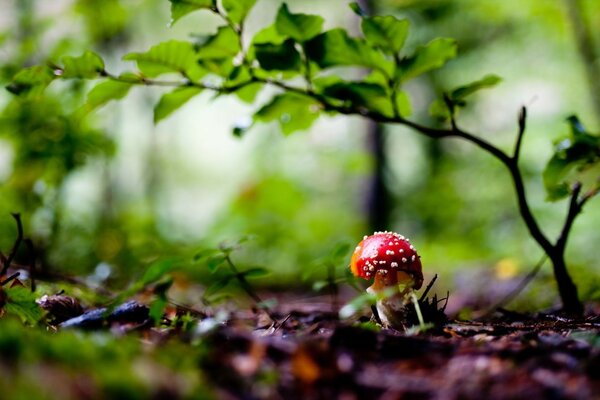 Joven hongo en el bosque bajo una ramita