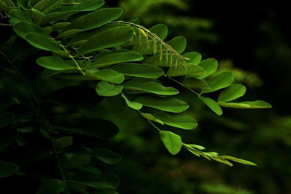 Feuilles vertes juteuses sur une branche