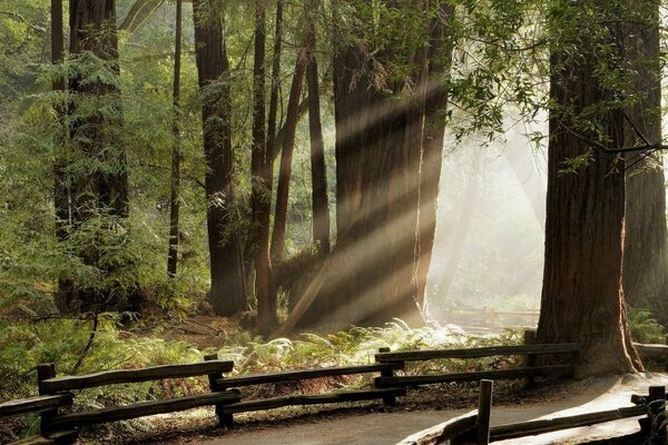 Sunlight in a dense forest