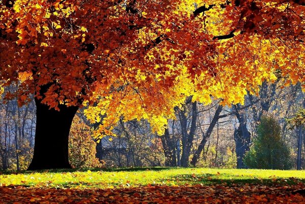 Nature autumn tree grass yellow foliage