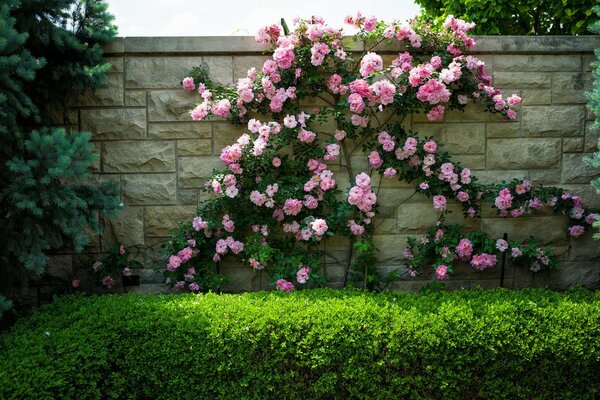 Schöne Blumen bedecken den Zaun