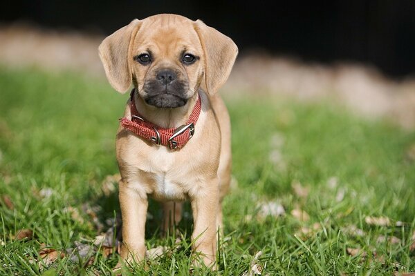 Cute little puppy on the grass