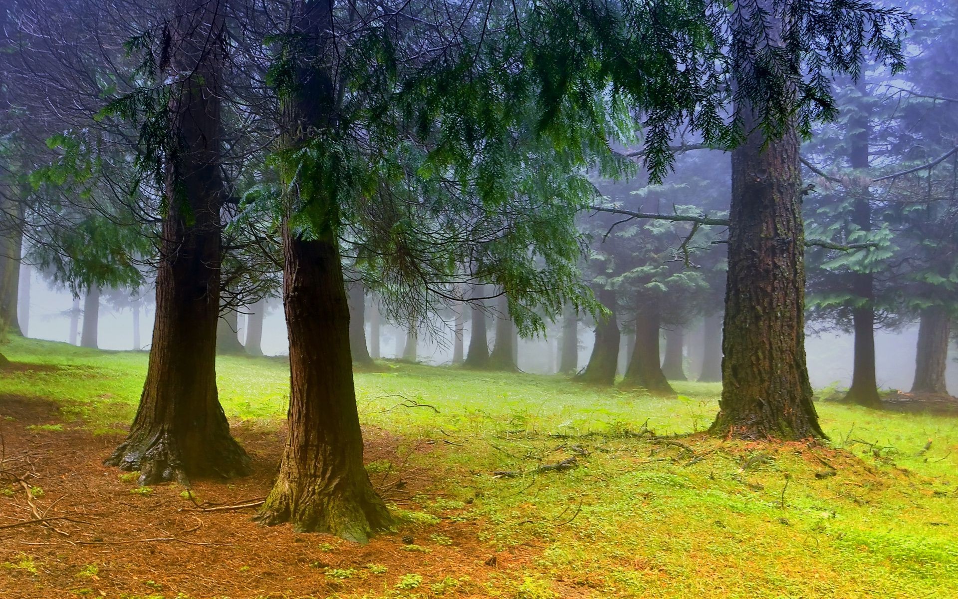 drzewa drzewo drewno natura krajobraz liść park świt mgła sceniczny środowisko jesień dobra pogoda mgła sezon na zewnątrz bujna trawa oddział słońce