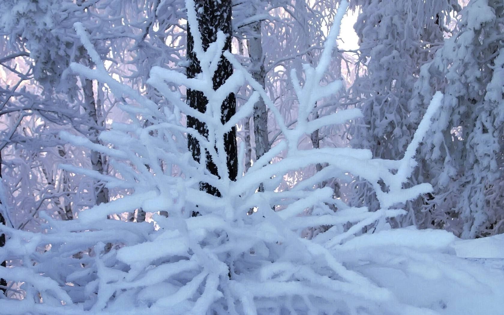 arbres hiver neige gel froid congelé glace givré saison arbre noël météo bois glace neige-blanc flocon de neige tempête de neige nature