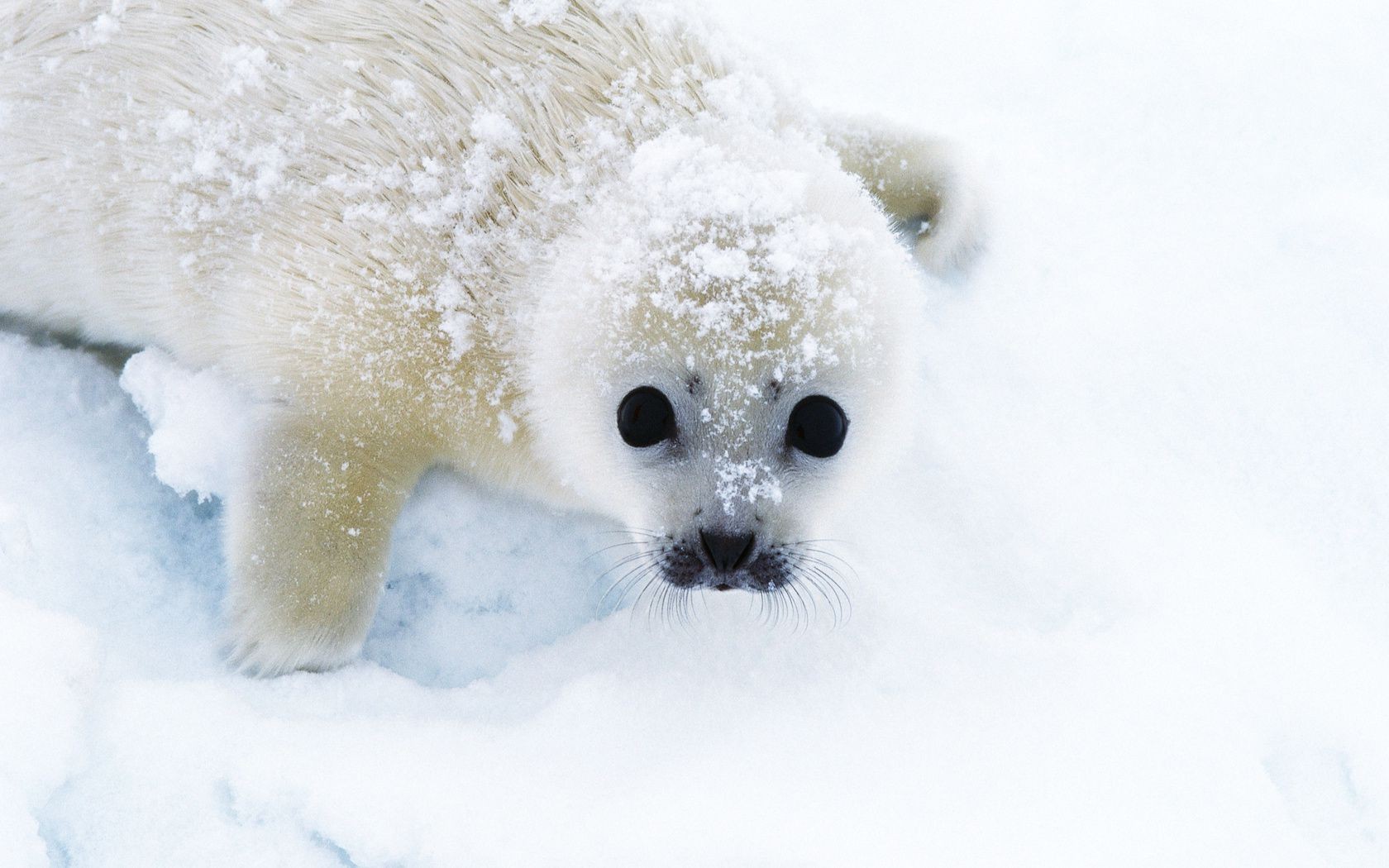 animals snow winter cold frosty frost frozen ice mammal christmas fur cute nature snowflake season