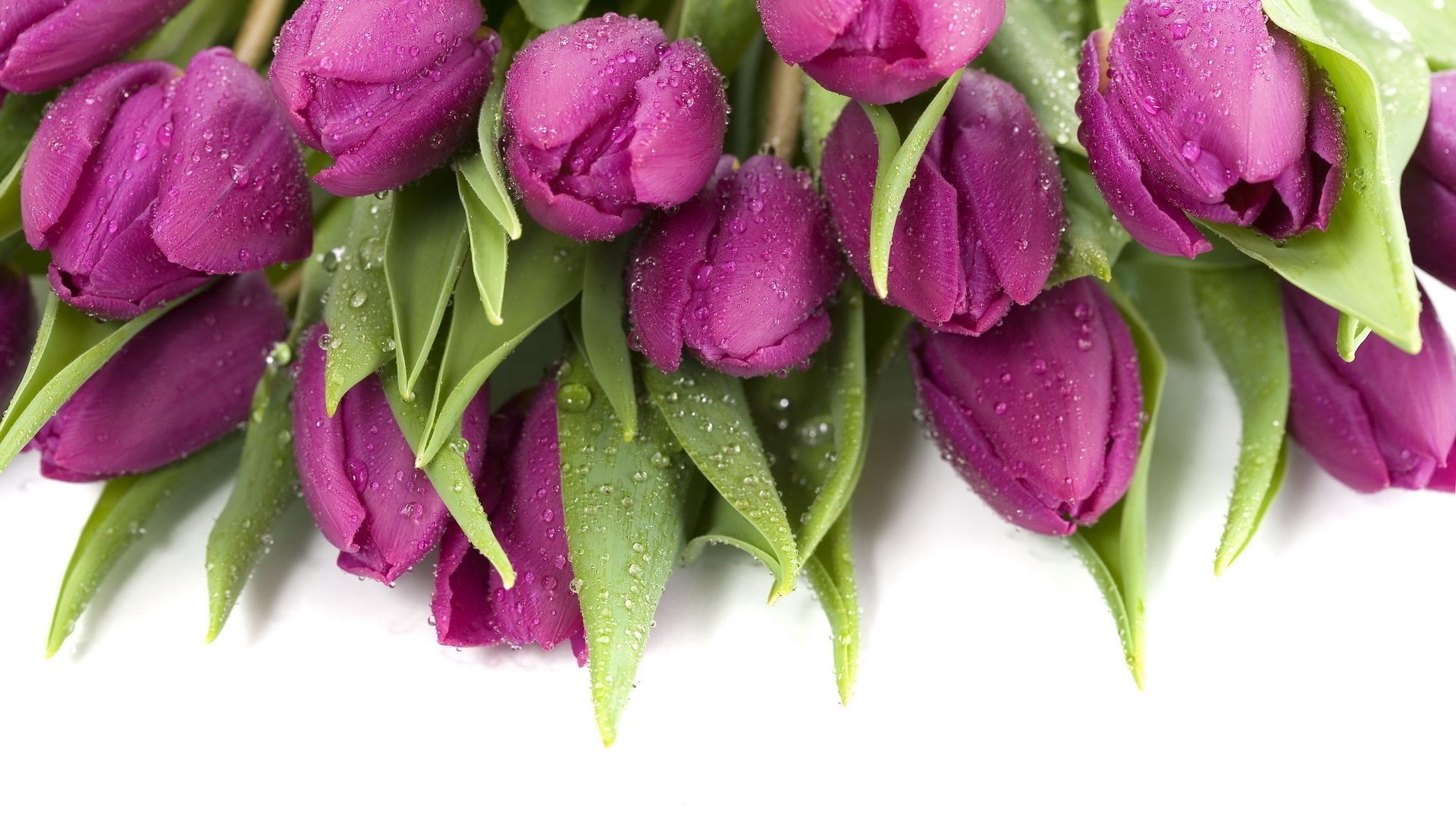 цветы природа тюльпаны букет без смс