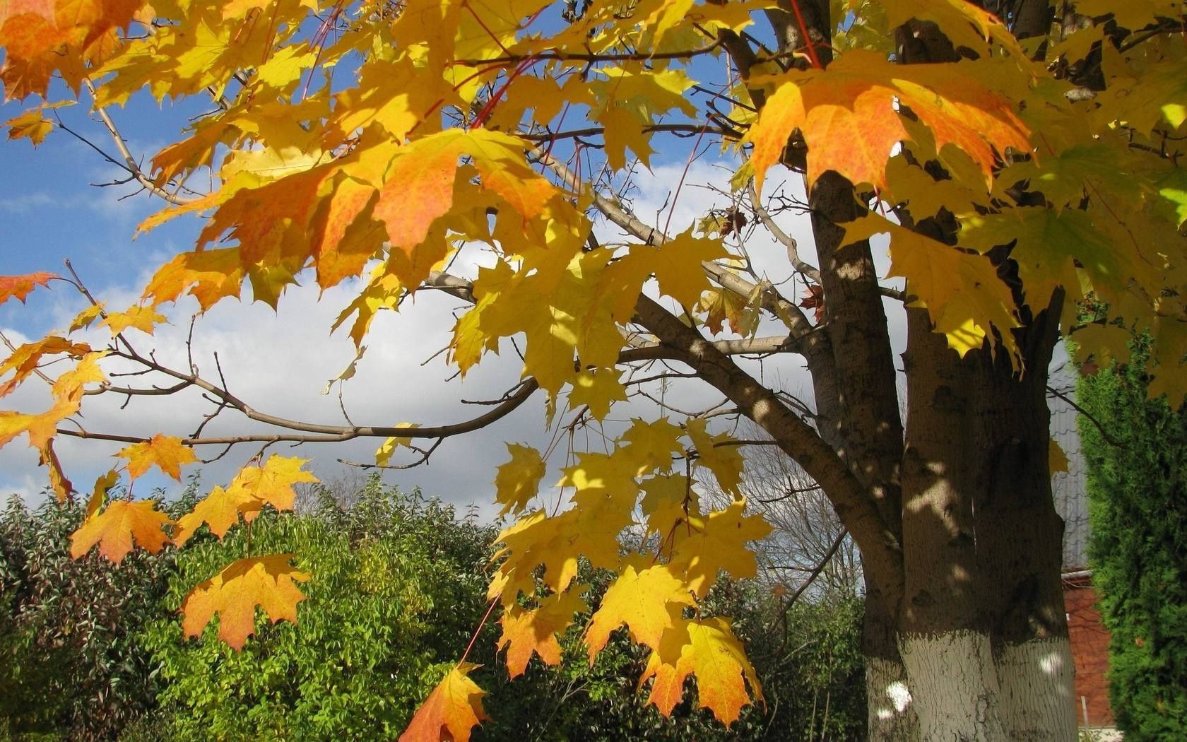 foglie autunno foglia acero albero stagione natura colore luminoso legno oro flora parco ramo cambiamento all aperto luminoso bel tempo