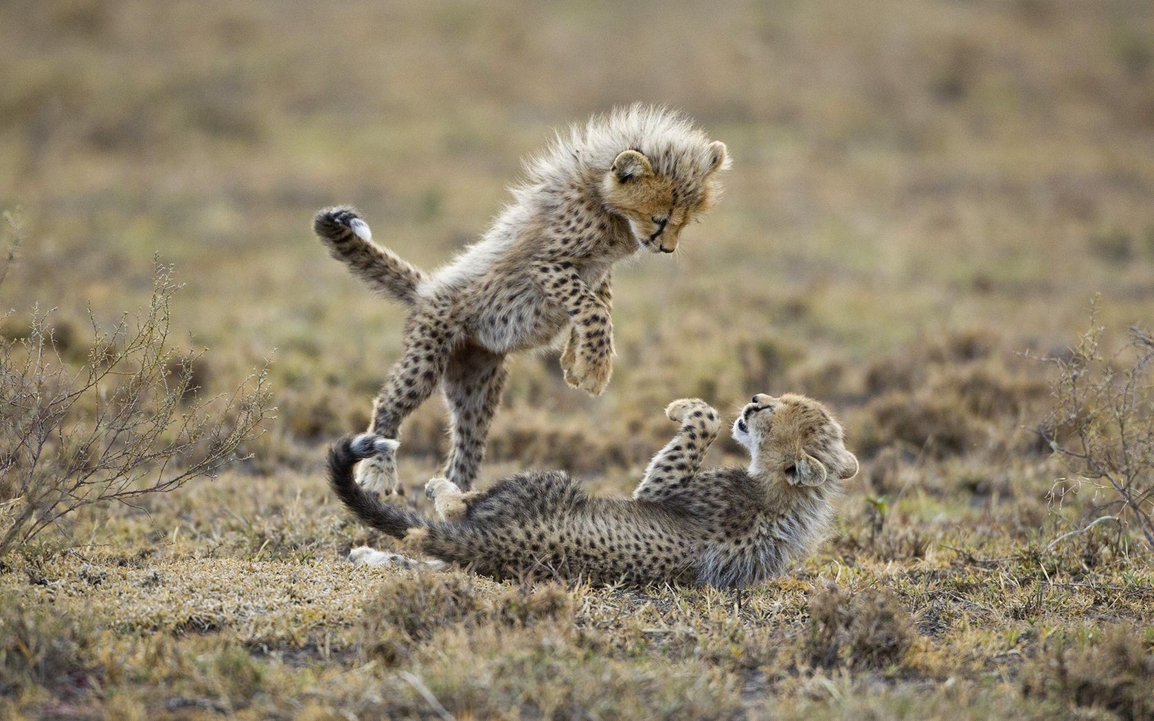 geparden tierwelt säugetier tier safari katze gras natur wild im freien tageslicht