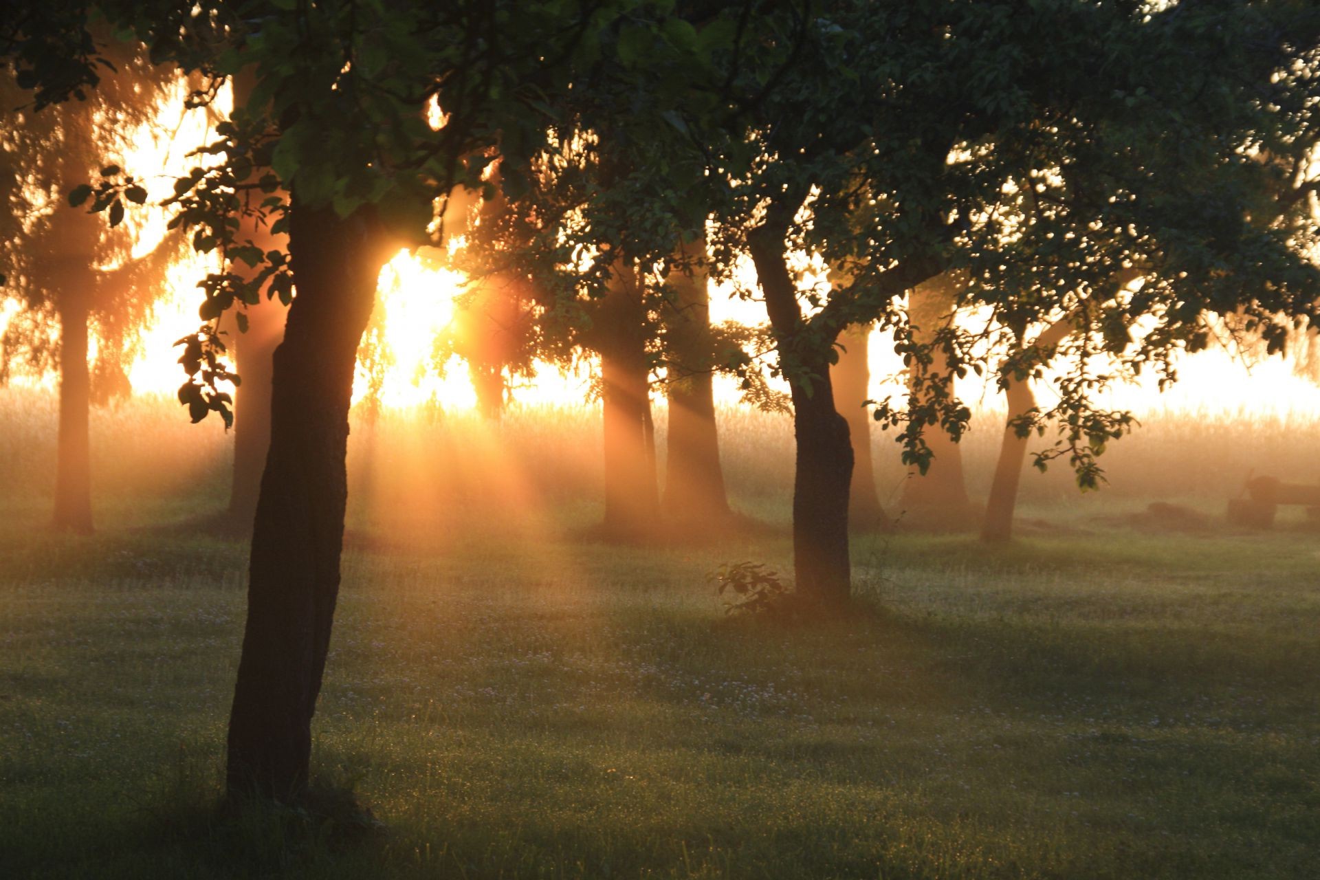 coucher du soleil et l aube coucher de soleil aube soleil brouillard rétro-éclairé paysage arbre lumière brouillard nature soirée en plein air crépuscule beau temps silhouette été flamme parc