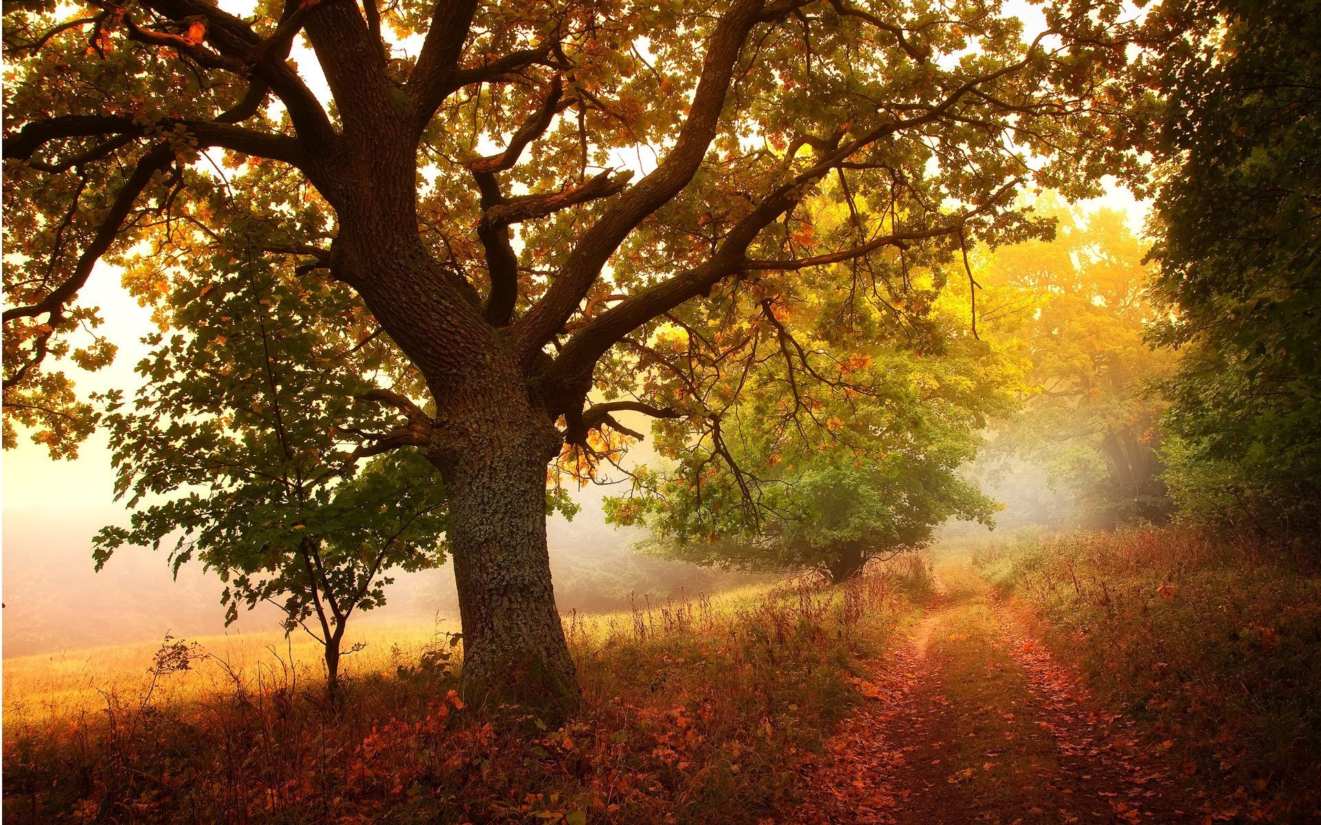 trees fall tree leaf landscape dawn branch wood sun fog nature mist park fair weather backlit season outdoors countryside scenic environment