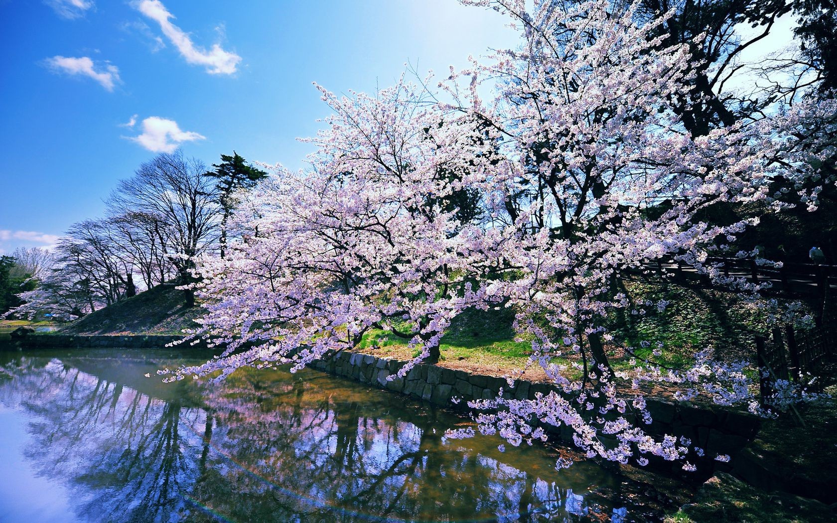 spring tree landscape season branch nature park outdoors scenic scenery wood winter cherry scene leaf flower flora springtime