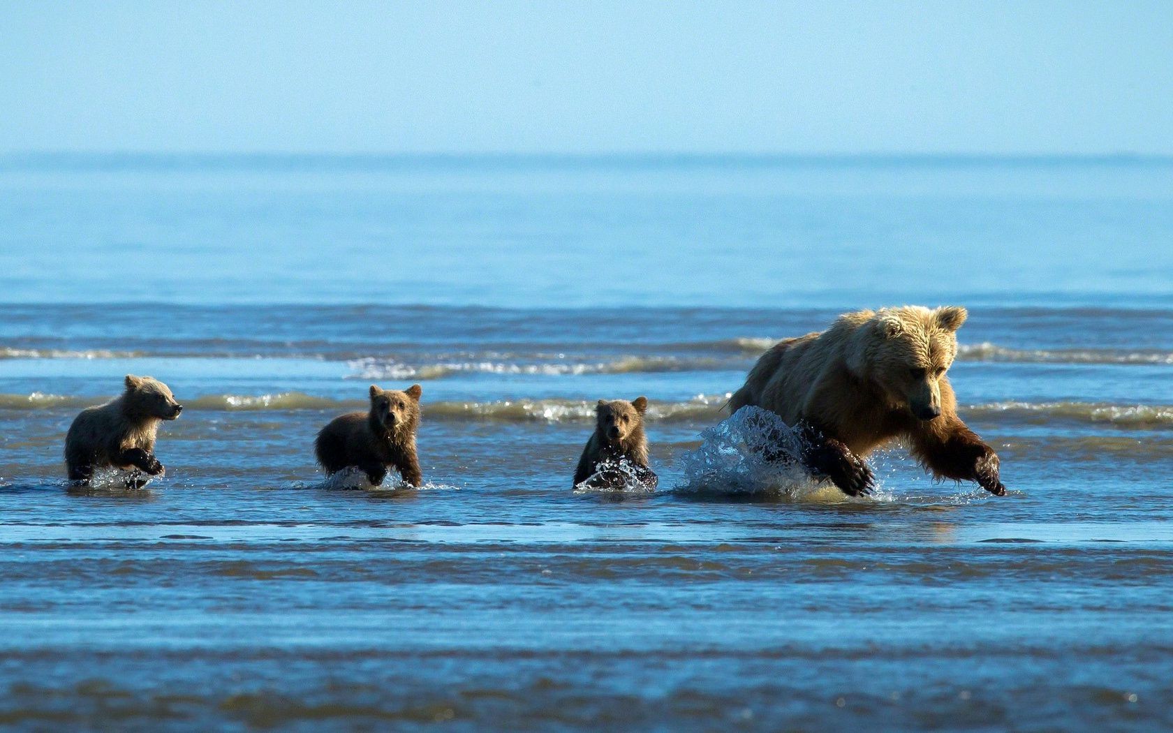 медведи воды млекопитающее море океан пляж на открытом воздухе моря прибой путешествия волна