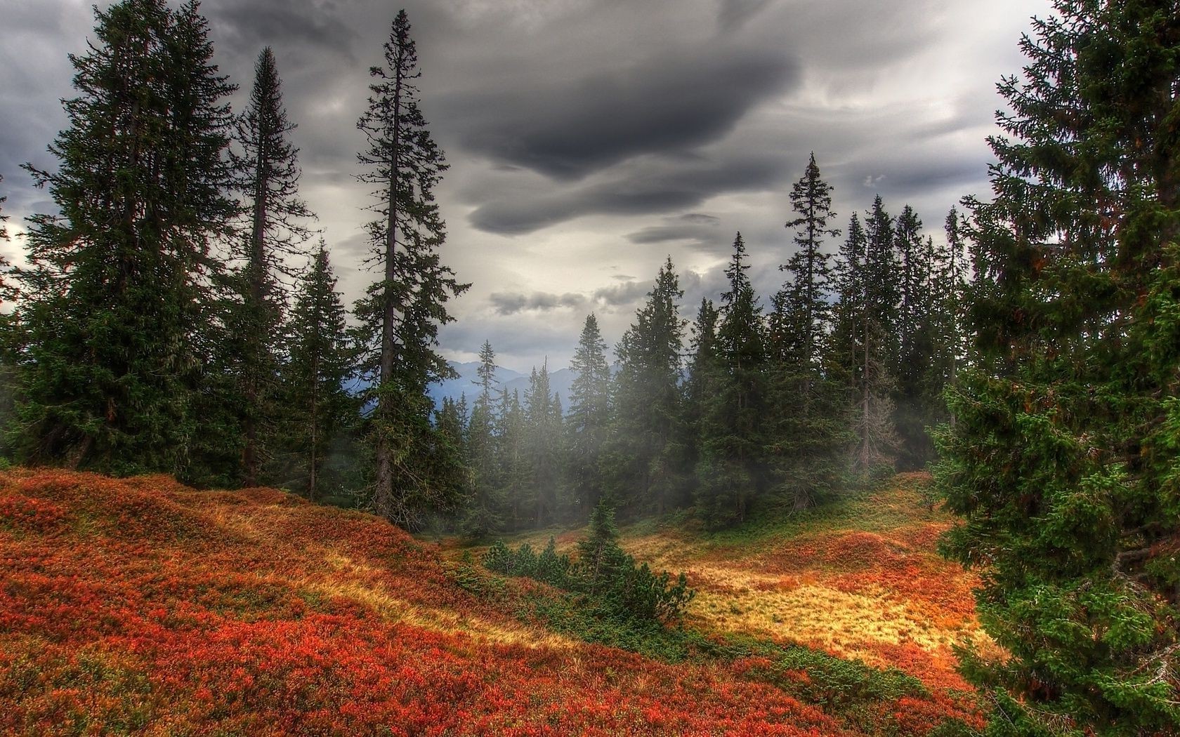 jesień krajobraz drewno drzewo natura na zewnątrz iglaste evergreen jesień góry świt mgła scenic leaf park travel sky