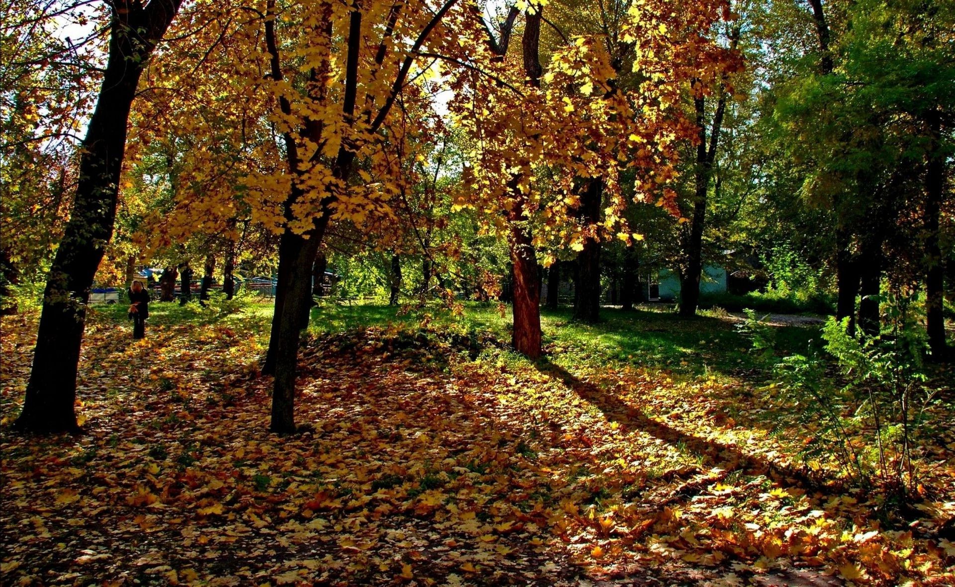 parks herbst blatt holz holz park saison landschaft natur ahorn führer weg landschaftlich zweig gasse umwelt üppig szene landschaft gutes wetter im freien