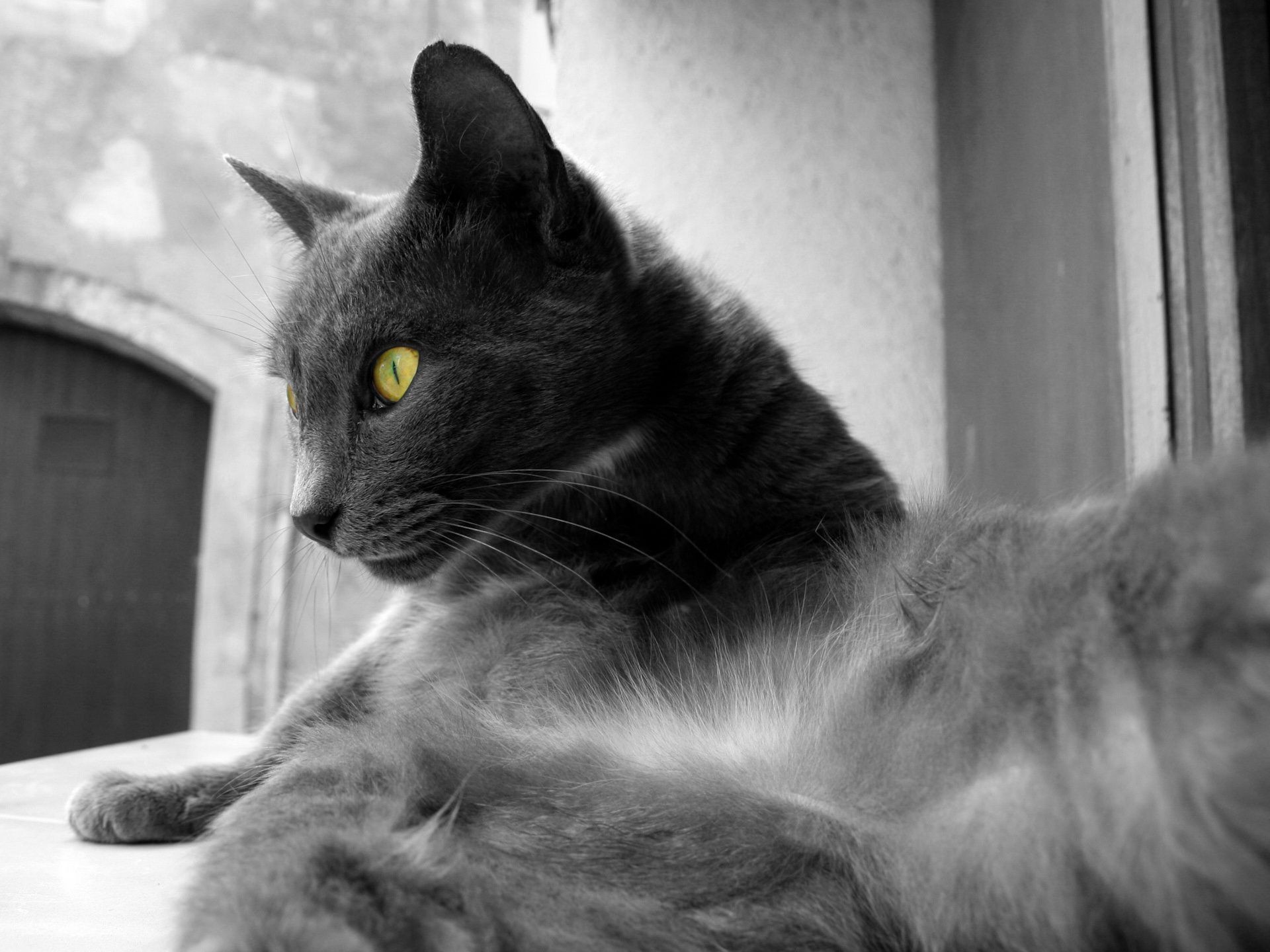 chat chat portrait animal animal chaton oeil fourrure mignon domestique gris mammifère cheveux vers le bas moustache un jeune peu moelleux s asseoir monochrome