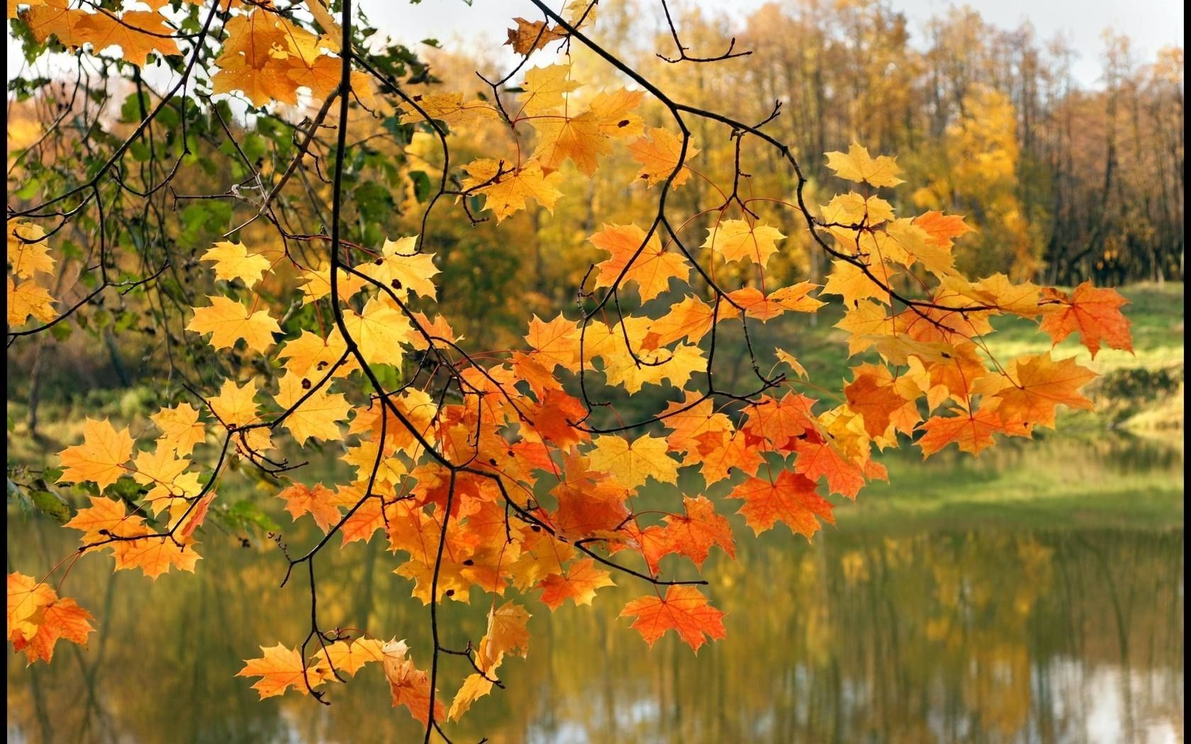 leaves leaf season nature tree fall color bright flora branch outdoors maple park vibrant fair weather landscape growth environment gold