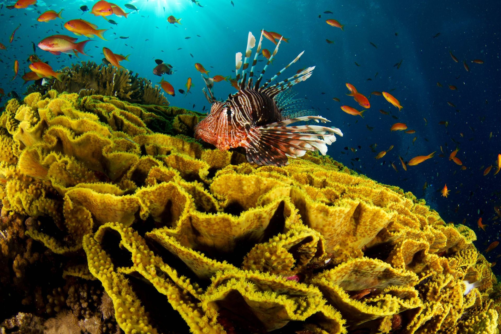 animaux sous-marin poissons mer corail océan invertébrés récif eau éponge marine tropical plongée nature aquatique aquarium plongée sous-marine profonde