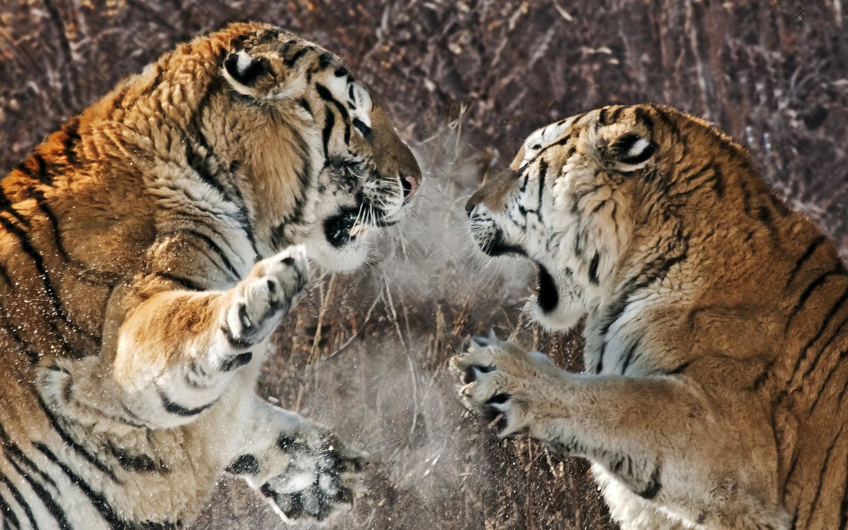 tigri fauna selvatica mammifero gatto animale predatore natura mangiatore di carne tigre grande selvaggio cacciatore pericolo pelliccia safari zoo striscia ritratto testa caccia guardando