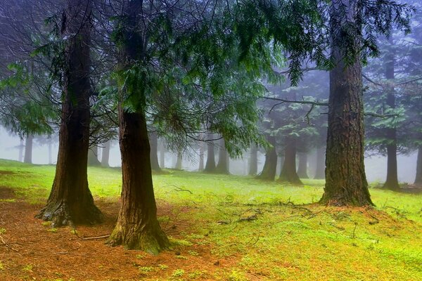 Autumn forest in a foggy haze