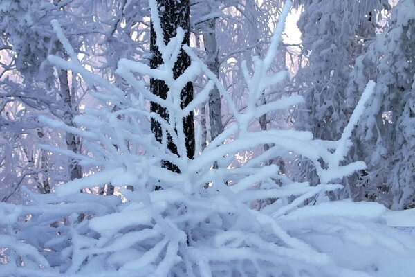 Hiver. arbres debout dans la neige