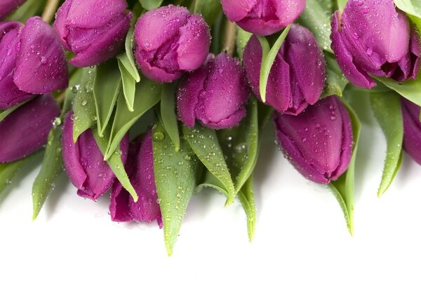 Purple tulips on a white background