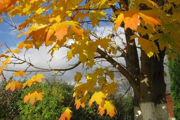 The breath of autumn reflected on the leaves of trees