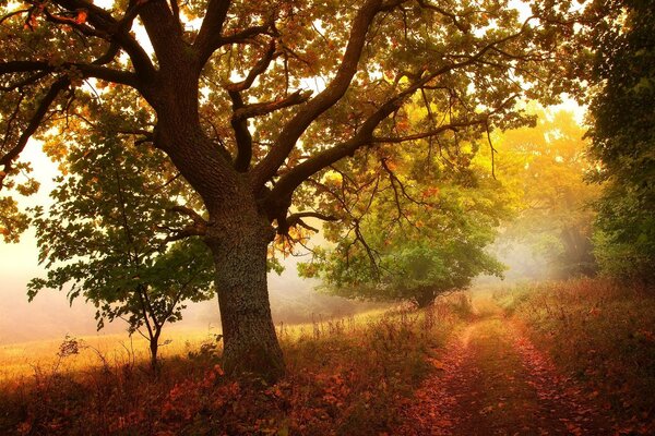 Autumn landscape - tree, road, maple leaf