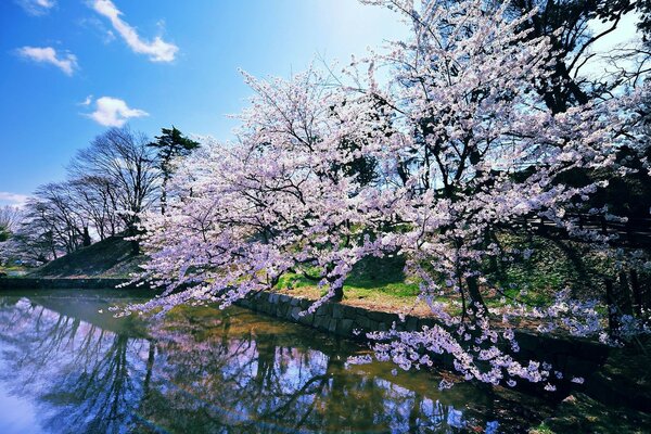 A beautiful flowering tree by the water